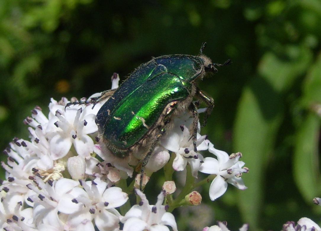 Cetonia aurata pisana